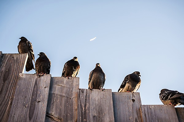 포토 JPG 주간 유럽 여러마리 하늘 사람없음 야외 프랑스 비둘기 나무판자 파리_프랑스 트로카데로광장 국내포토 자연요소 나라 다수 조류 목재 광장 파리 파일형식