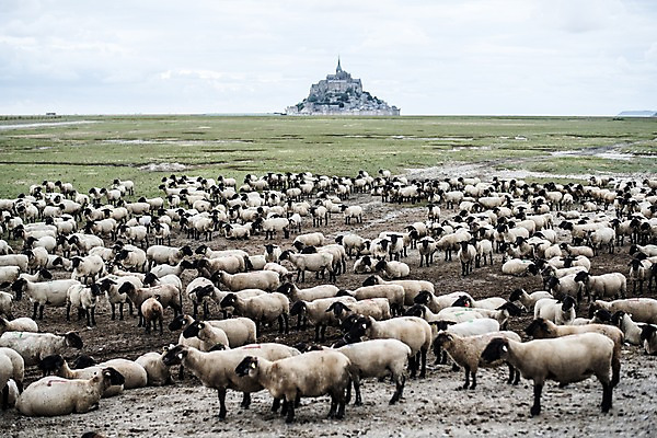 포토 JPG 주간 유럽 여러마리 초원 사람없음 야외 프랑스 양 파리_프랑스 몽생미셸 국내포토 자연요소 나라 섬 다수 포유류 파일형식