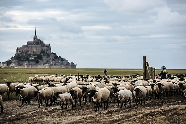 포토 JPG 주간 유럽 섬 하늘 사람 초원 야외 두명 성당 프랑스 양치기 파리_프랑스 양떼 몽생미셸 국내포토 자연요소 직업 나라 종교건축 양 파일형식