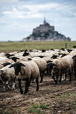 포토 JPG 주간 유럽 섬 여러마리 하늘 초원 사람없음 야외 아웃포커스 성당 프랑스 양 파리_프랑스 양떼 몽생미셸 국내포토 자연요소 나라 다수 포유류 종교건축 촬영기법 파일형식