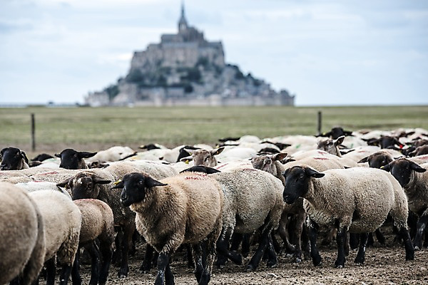 포토 JPG 주간 유럽 섬 하늘 초원 사람없음 야외 아웃포커스 성당 프랑스 양 파리_프랑스 양떼 몽생미셸 국내포토 자연요소 나라 포유류 종교건축 촬영기법 파일형식