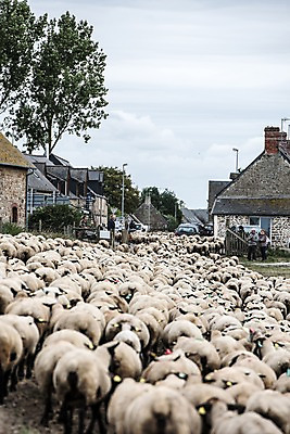 포토 JPG 주간 유럽 여러마리 주택 사람 여러명 야외 프랑스 양 양치기 파리_프랑스 몽생미셸 국내포토 자연요소 직업 나라 섬 다수 포유류 건물 파일형식
