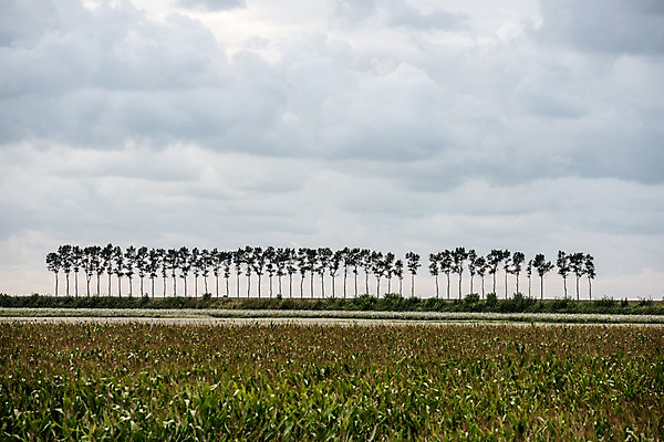 포토 JPG 주간 나무 유럽 하늘 거리 초원 사람없음 야외 프랑스 파리_프랑스 국내포토 자연요소 식물 나라 파일형식
