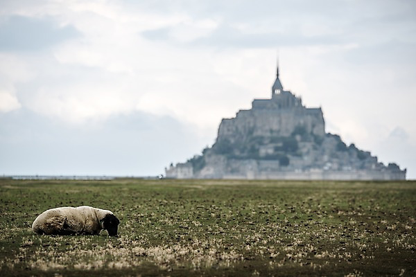 포토 JPG 주간 한마리 유럽 풍경 사람없음 야외 아웃포커스 프랑스 양 고독 파리_프랑스 몽생미셸 국내포토 자연요소 1 감정 나라 섬 포유류 촬영기법 파일형식