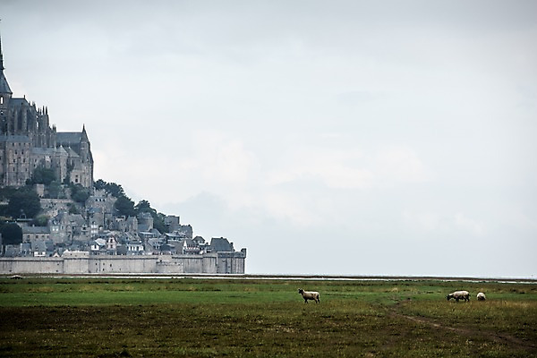 포토 JPG 주간 유럽 세마리 초원 사람없음 야외 프랑스 양 파리_프랑스 몽생미셸 국내포토 자연요소 나라 섬 포유류 3 파일형식