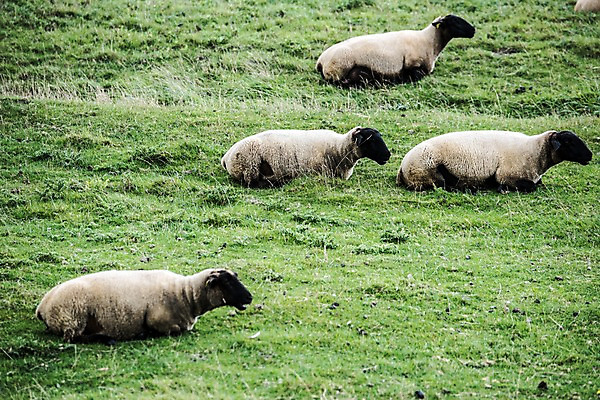 포토 JPG 주간 유럽 여러마리 자연 휴식 초원 사람없음 야외 프랑스 양 파리_프랑스 몽생미셸 국내포토 자연요소 나라 섬 다수 컨셉 포유류 생태계 파일형식