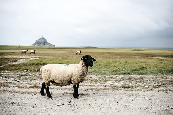 포토 JPG 주간 유럽 여러마리 풍경 초원 사람없음 야외 프랑스 양 파리_프랑스 몽생미셸 국내포토 자연요소 나라 섬 다수 포유류 파일형식