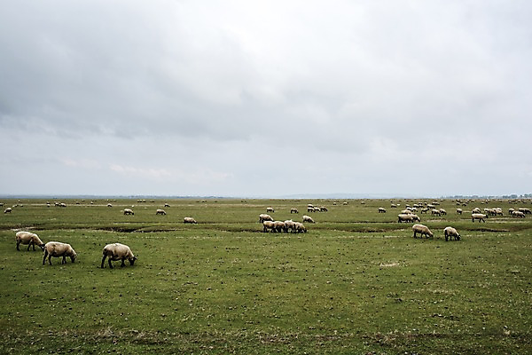 포토 JPG 주간 유럽 여러마리 자연 하늘 초원 사람없음 야외 프랑스 양 파리_프랑스 국내포토 자연요소 나라 다수 포유류 생태계 파일형식