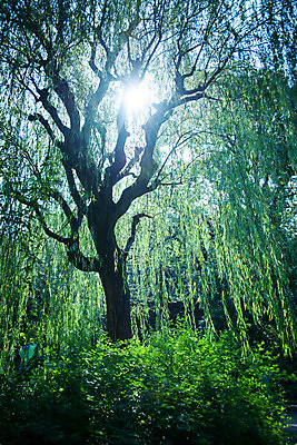 포토 JPG 주간 나무 해외풍경 자연 풍경 사람없음 야외 햇빛 일본 숲 하네다 국내포토 자연요소 식물 해외 아시아 태양 도쿄 생태계 파일형식