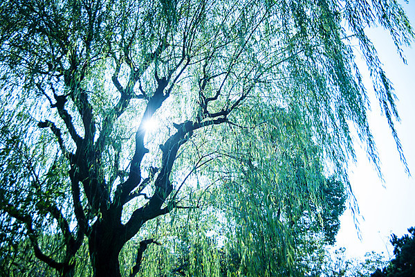 포토 JPG 주간 나무 해외풍경 자연 풍경 사람없음 야외 햇빛 일본 숲 하네다 국내포토 자연요소 식물 해외 아시아 태양 도쿄 생태계 파일형식