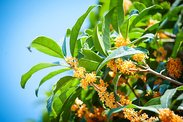 포토 JPG 주간 식물 해외풍경 잎 자연 풍경 사람없음 야외 일본 하네다 국내포토 자연요소 해외 아시아 도쿄 생태계 파일형식