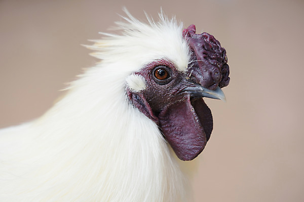 포토 JPG 주간 한마리 해외풍경 풍경 사람없음 야외 일본 수탉 국내포토 자연요소 1 해외 아시아 닭 수컷 파일형식