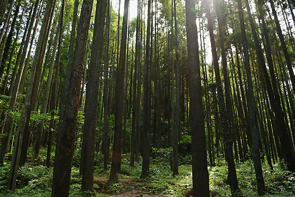 포토 JPG 주간 나무 해외풍경 자연 풍경 사람없음 야외 일본 숲 치바 국내포토 자연요소 식물 해외 아시아 생태계 파일형식