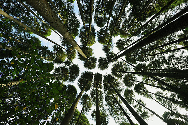 포토 JPG 주간 나무 해외풍경 로우앵글 자연 하늘 풍경 사람없음 야외 일본 숲 치바 국내포토 자연요소 식물 해외 아시아 뷰포인트 생태계 파일형식