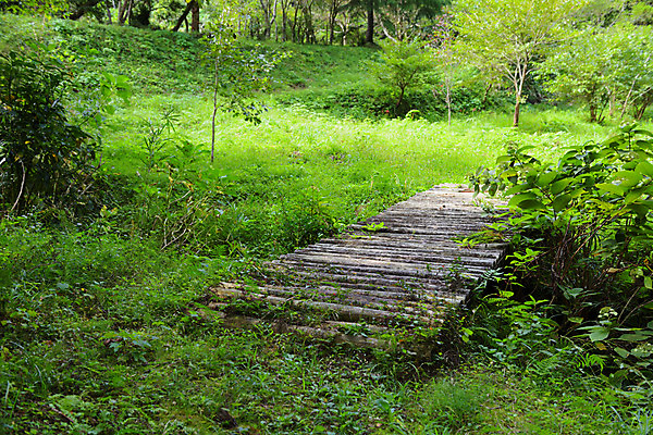 포토 JPG 주간 나무 해외풍경 자연 풍경 사람없음 야외 일본 숲 나무다리 치바 국내포토 자연요소 식물 해외 아시아 다리_건축물 생태계 파일형식