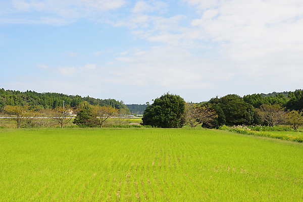 포토 JPG 주간 나무 구름 해외풍경 자연 하늘 논 풍경 사람없음 야외 일본 치바 국내포토 자연요소 식물 해외 아시아 농업 생태계 파일형식