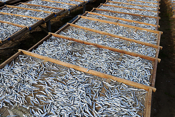 포토 JPG 주간 해외풍경 풍경 사람없음 야외 일본 멸치 치바 국내포토 자연요소 해외 아시아 어류 파일형식