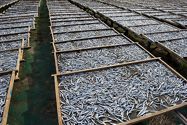 포토 JPG 주간 해외풍경 풍경 사람없음 야외 일본 멸치 치바 국내포토 자연요소 해외 아시아 어류 파일형식