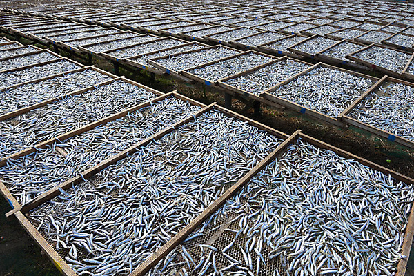 포토 JPG 주간 해외풍경 풍경 사람없음 야외 일본 멸치 치바 국내포토 자연요소 해외 아시아 어류 파일형식