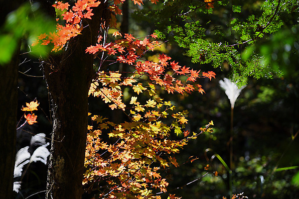 포토 JPG 주간 나무 해외풍경 단풍 자연 풍경 사람없음 야외 일본 나가노 국내포토 자연요소 식물 해외 아시아 잎 생태계 파일형식