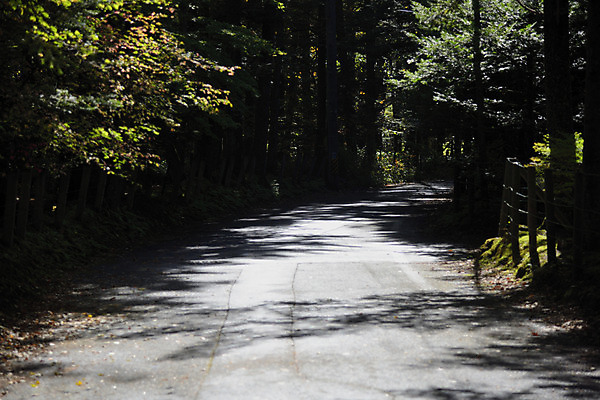 포토 JPG 주간 나무 해외풍경 공원 자연 풍경 사람없음 야외 일본 나가노 국내포토 자연요소 식물 해외 공공시설 아시아 생태계 파일형식