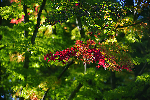 포토 JPG 주간 나무 해외풍경 단풍 자연 풍경 사람없음 야외 일본 나가노 국내포토 자연요소 식물 해외 아시아 잎 생태계 파일형식