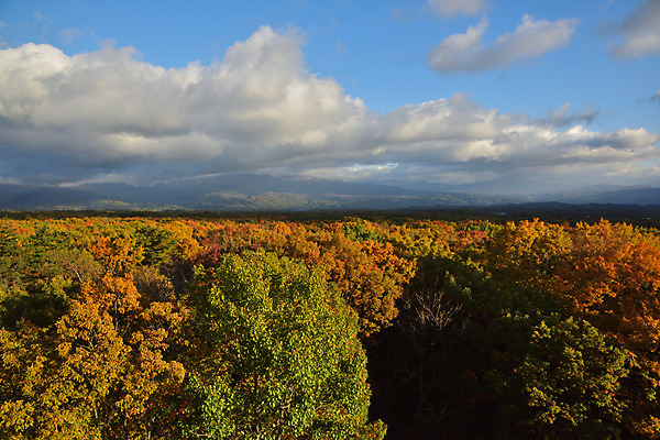 포토 JPG 주간 나무 구름 해외풍경 단풍 자연 하늘 풍경 사람없음 야외 일본 가을 숲 나가노 국내포토 자연요소 식물 해외 계절 아시아 잎 생태계 파일형식