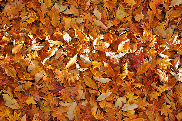 포토 JPG 주간 나무 해외풍경 단풍 자연 풍경 사람없음 야외 일본 가을 나가노 국내포토 자연요소 식물 해외 계절 아시아 잎 생태계 파일형식
