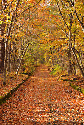 포토 JPG 주간 나무 해외풍경 공원 단풍 자연 풍경 사람없음 야외 일본 가을 나가노 국내포토 자연요소 식물 해외 계절 공공시설 아시아 잎 생태계 파일형식