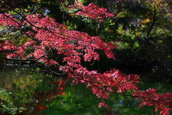 포토 JPG 주간 나무 해외풍경 단풍 자연 풍경 사람없음 야외 일본 가을 나가노 국내포토 자연요소 식물 해외 계절 아시아 잎 생태계 파일형식