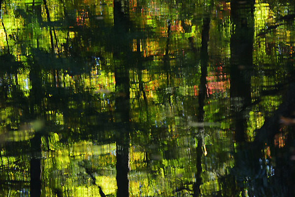 포토 JPG 주간 나무 해외풍경 풍경 사람없음 야외 반사 일본 나가노 국내포토 자연요소 식물 해외 아시아 파일형식