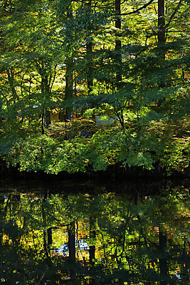 포토 JPG 주간 나무 해외풍경 호수 풍경 사람없음 야외 일본 숲 나가노 국내포토 자연요소 식물 해외 아시아 파일형식