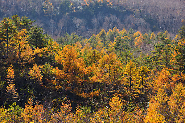 포토 JPG 주간 나무 해외풍경 단풍 자연 풍경 사람없음 야외 일본 가을 숲 국내포토 자연요소 식물 해외 계절 아시아 잎 생태계 파일형식