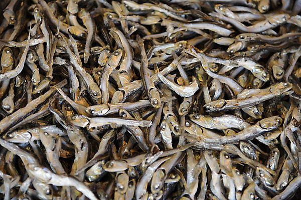 포토 JPG 주간 해외풍경 풍경 사람없음 야외 일본 도쿄 마른멸치 멸치 어시장 국내포토 자연요소 해외 아시아 어류 시장 파일형식