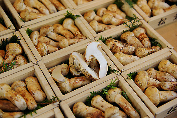 포토 JPG 해외풍경 풍경 사람없음 일본 버섯 도쿄 어시장 국내포토 해외 아시아 시장 파일형식