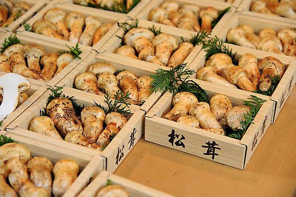 포토 JPG 해외풍경 풍경 사람없음 일본 버섯 도쿄 어시장 국내포토 해외 아시아 시장 파일형식