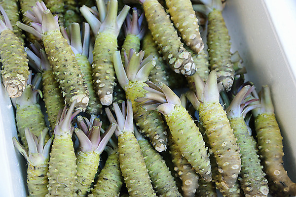 포토 JPG 해외풍경 식재료 풍경 사람없음 일본 도쿄 어시장 국내포토 해외 아시아 시장 파일형식