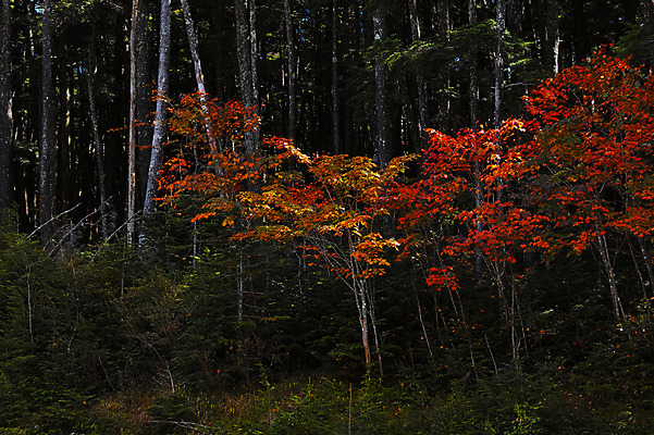 포토 JPG 주간 나무 해외풍경 자연 풍경 사람없음 야외 일본 숲 나가노 국내포토 자연요소 식물 해외 아시아 생태계 파일형식