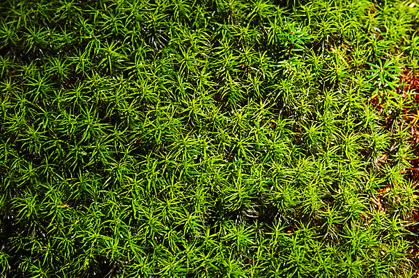 포토 JPG 주간 식물 해외풍경 자연 풍경 사람없음 야외 일본 나가노 국내포토 자연요소 해외 아시아 생태계 파일형식