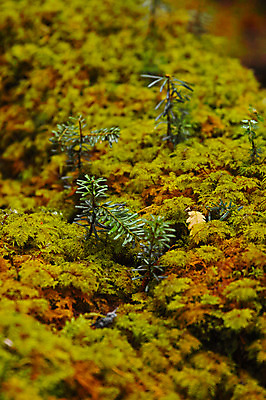 포토 JPG 주간 식물 해외풍경 자연 풍경 사람없음 야외 일본 나가노 국내포토 자연요소 해외 아시아 생태계 파일형식