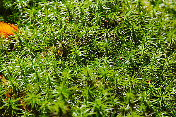 포토 JPG 주간 식물 해외풍경 자연 풍경 사람없음 야외 일본 나가노 국내포토 자연요소 해외 아시아 생태계 파일형식