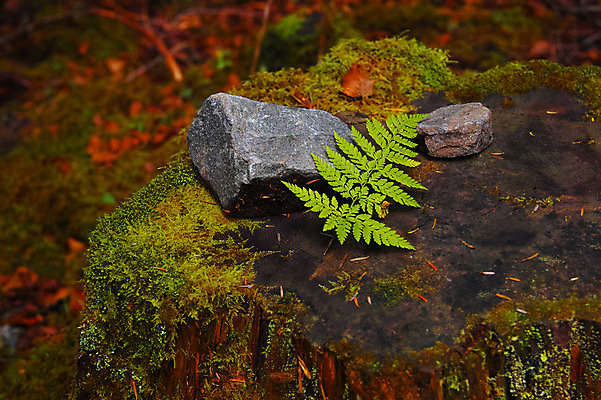 포토 JPG 주간 식물 해외풍경 자연 풍경 사람없음 야외 일본 돌 바위 나가노 국내포토 자연요소 해외 아시아 돌_바위 생태계 파일형식