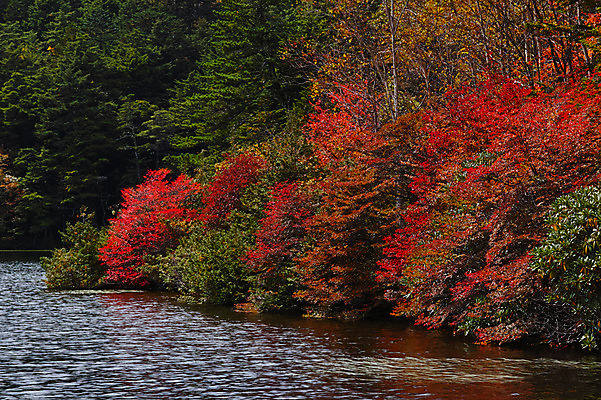 포토 JPG 주간 나무 해외풍경 호수 단풍 자연 하늘 풍경 사람없음 야외 일본 나가노 국내포토 자연요소 식물 해외 아시아 잎 생태계 파일형식