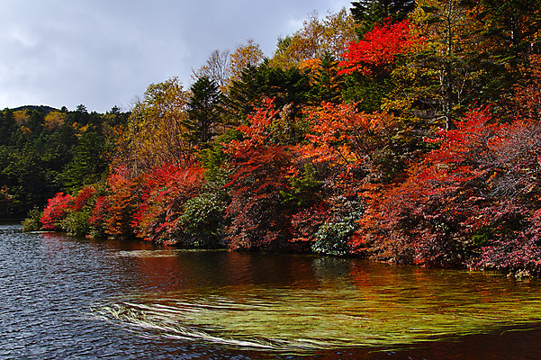 포토 JPG 주간 나무 해외풍경 호수 단풍 자연 하늘 풍경 사람없음 야외 일본 나가노 국내포토 자연요소 식물 해외 아시아 잎 생태계 파일형식