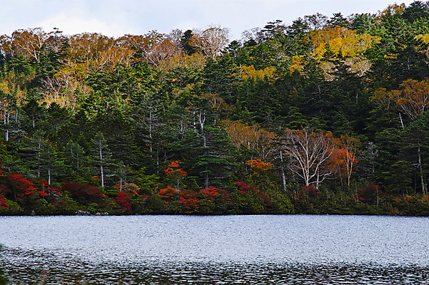 포토 JPG 주간 나무 해외풍경 호수 단풍 자연 하늘 풍경 사람없음 야외 일본 나가노 국내포토 자연요소 식물 해외 아시아 잎 생태계 파일형식