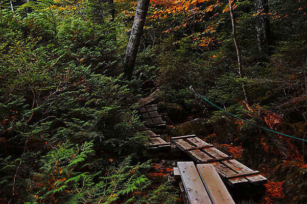 포토 JPG 주간 나무 해외풍경 벤치 자연 풍경 사람없음 야외 일본 숲 나가노 국내포토 자연요소 식물 해외 아시아 의자 생태계 파일형식