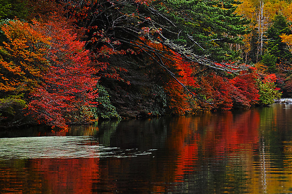 포토 JPG 주간 나무 해외풍경 호수 단풍 자연 하늘 풍경 사람없음 야외 일본 나가노 국내포토 자연요소 식물 해외 아시아 잎 생태계 파일형식