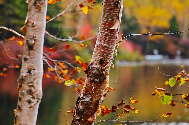 포토 JPG 주간 나무 해외풍경 호수 잎 자연 풍경 사람없음 야외 일본 나가노 국내포토 자연요소 식물 해외 아시아 생태계 파일형식