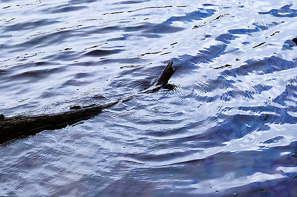 포토 JPG 주간 나무 해외풍경 호수 물결 자연 풍경 사람없음 야외 일본 나가노 국내포토 자연요소 식물 해외 아시아 생태계 파일형식