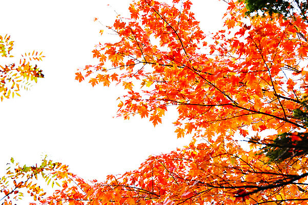 포토 JPG 주간 나무 해외풍경 단풍 자연 하늘 풍경 사람없음 야외 일본 나가노 국내포토 자연요소 식물 해외 아시아 잎 생태계 파일형식